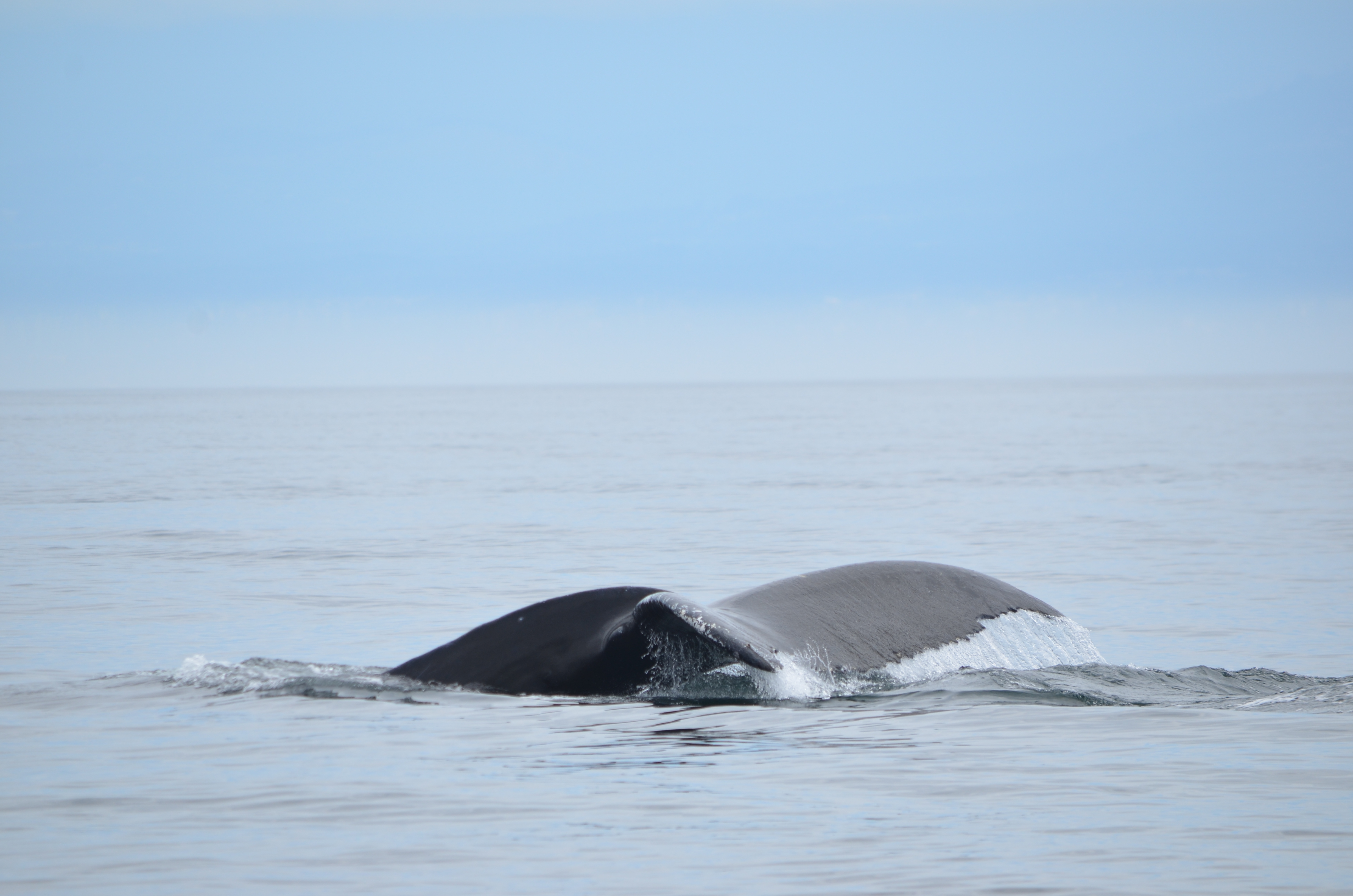 photos/wildlife/Mammal_Species/Humpback Whale/DSC_0120.JPG